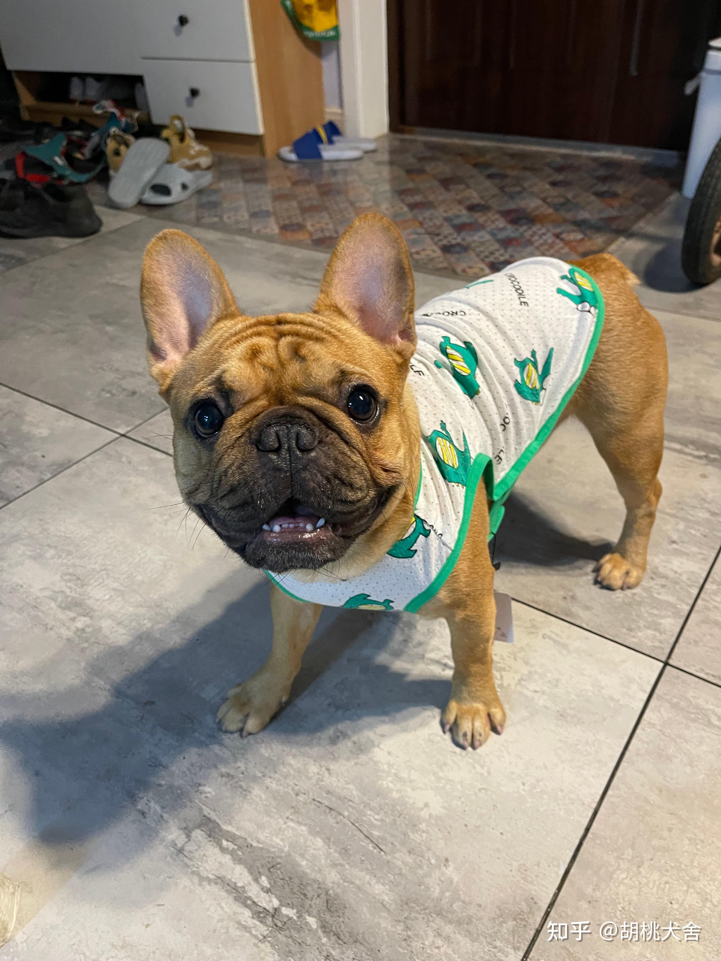 帮忙看看这只法斗纯不纯品相如何