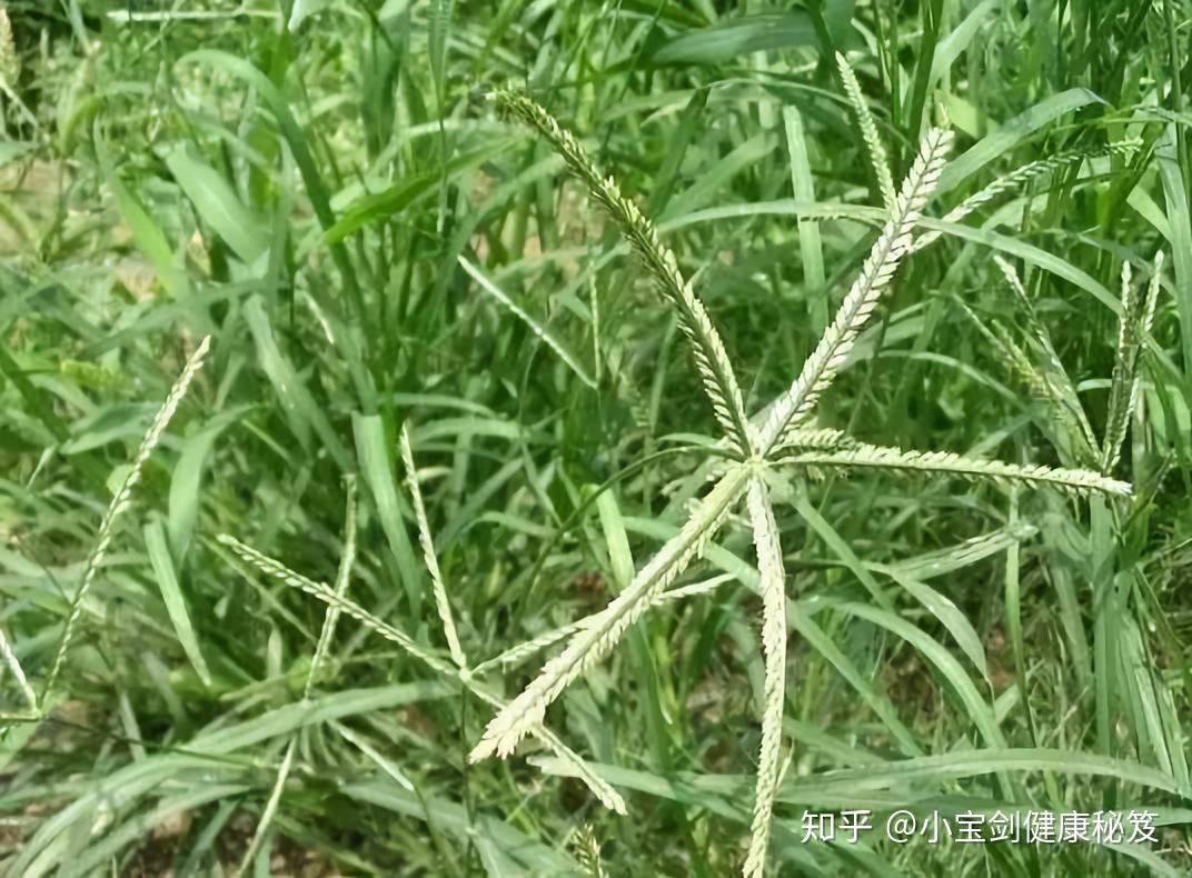 31种路边常见中草药 - 知乎