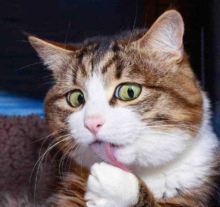 我竟然活的不如一只猫？看看世界上最有钱的猫和最伟大的猫吧！ - 知乎