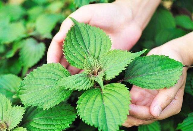 小小紫苏全身都是宝 竟蕴含着如此神奇的功效 知乎