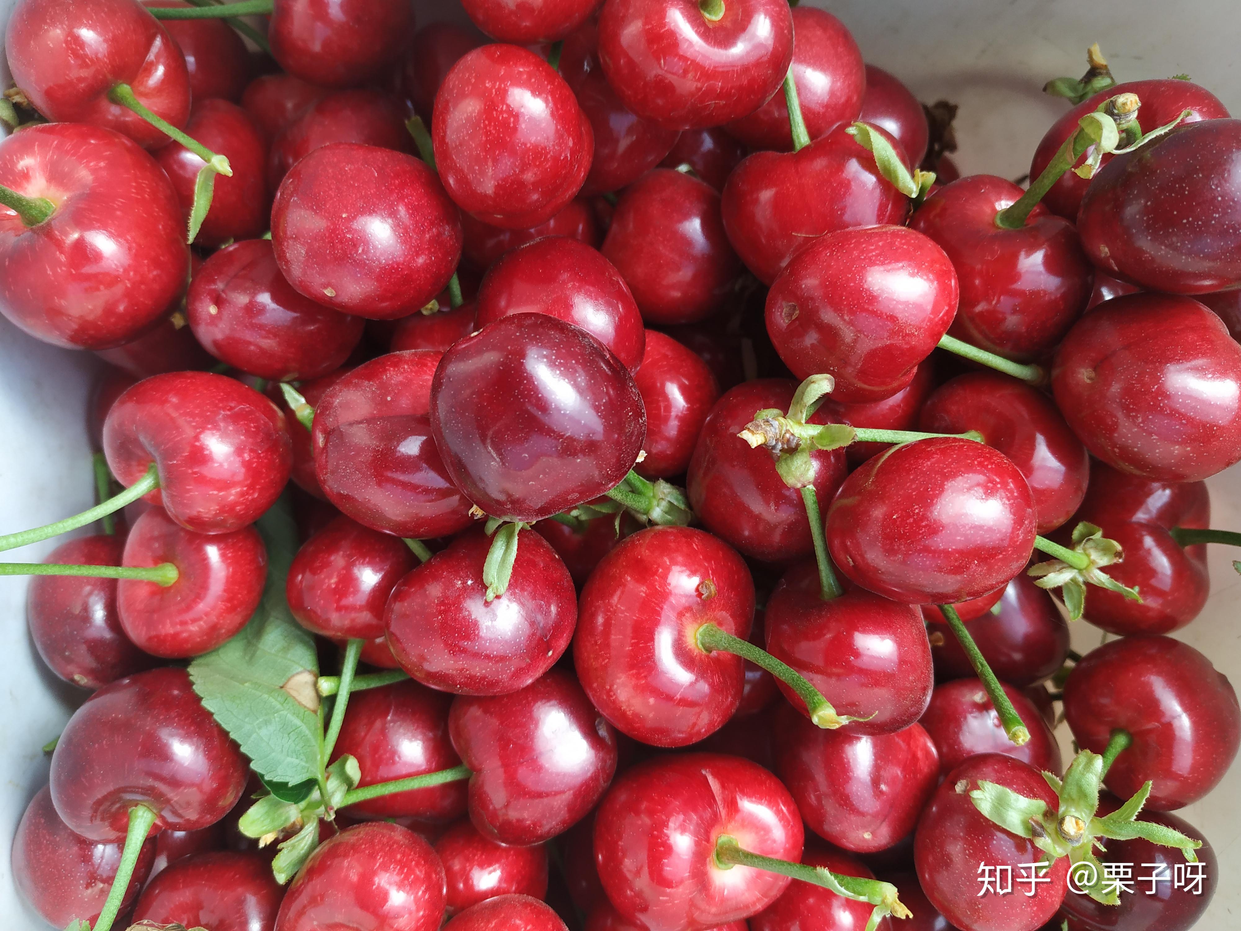 樱桃和车厘子是同一种水果吗