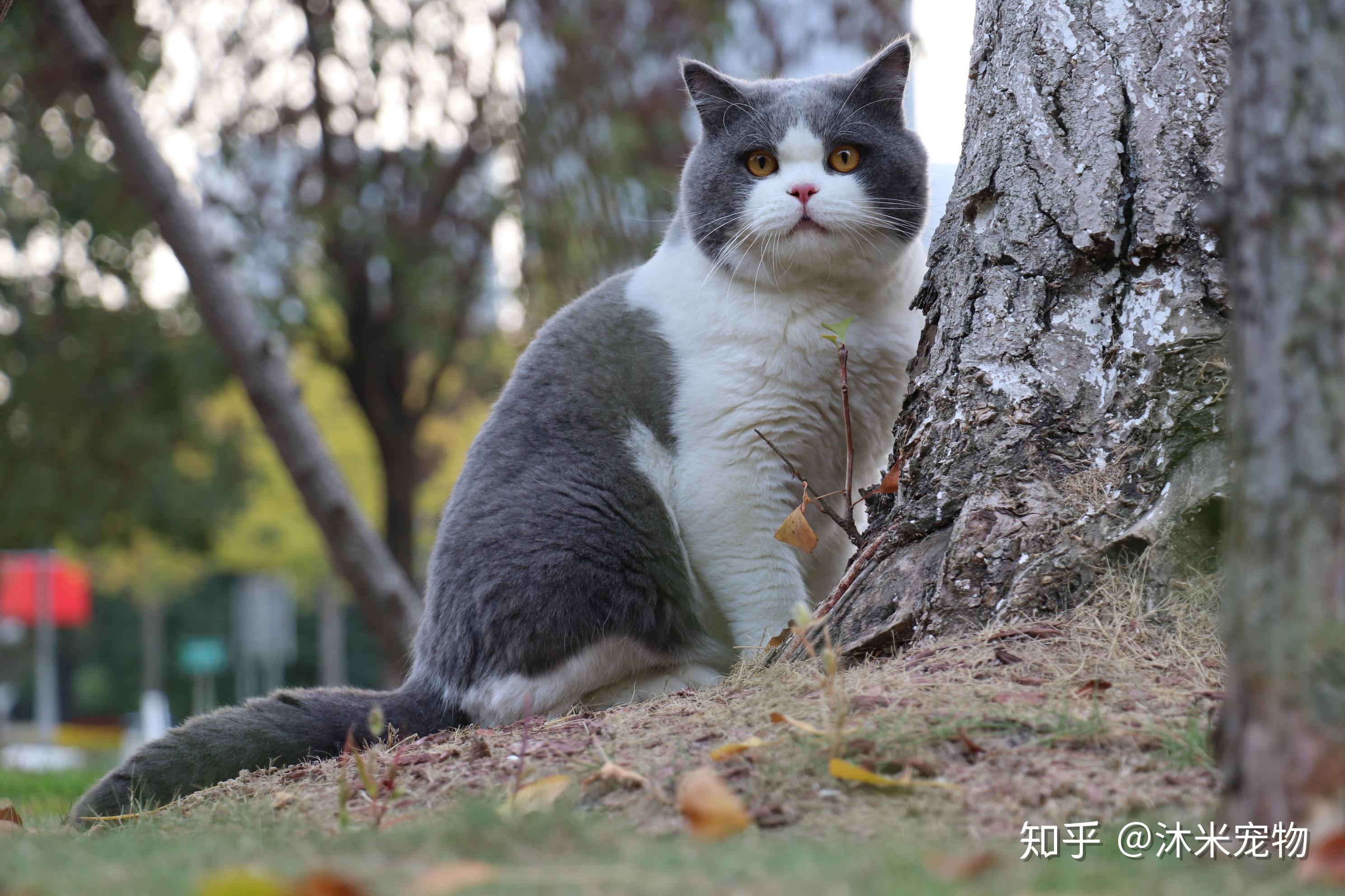 麻烦看看这只英短蓝白多少钱合适