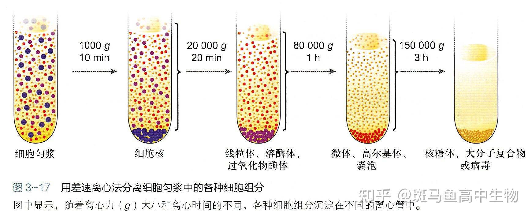 怎样用差速离心法将各种细胞器分离开 知乎