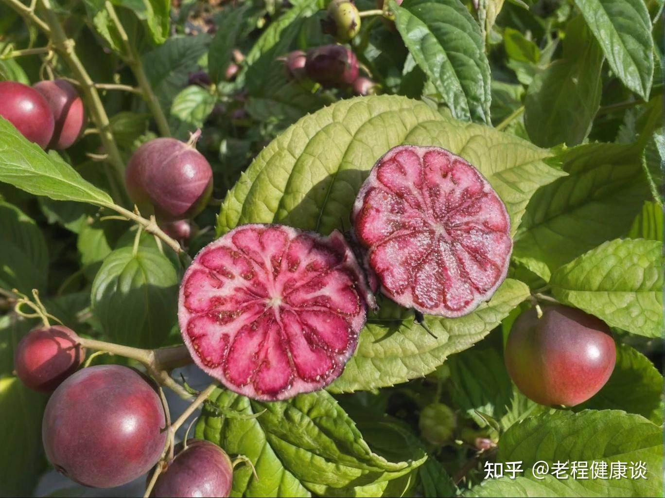 红参果怎么吃正确方法?有哪些食用禁忌?如何选购?一文说清 - 知乎