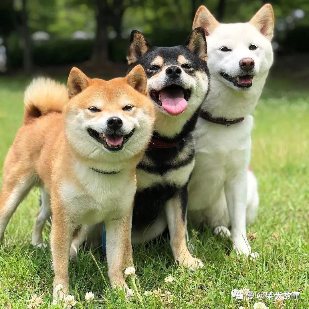 白柴是正宗柴犬吗？白柴价格- 知乎