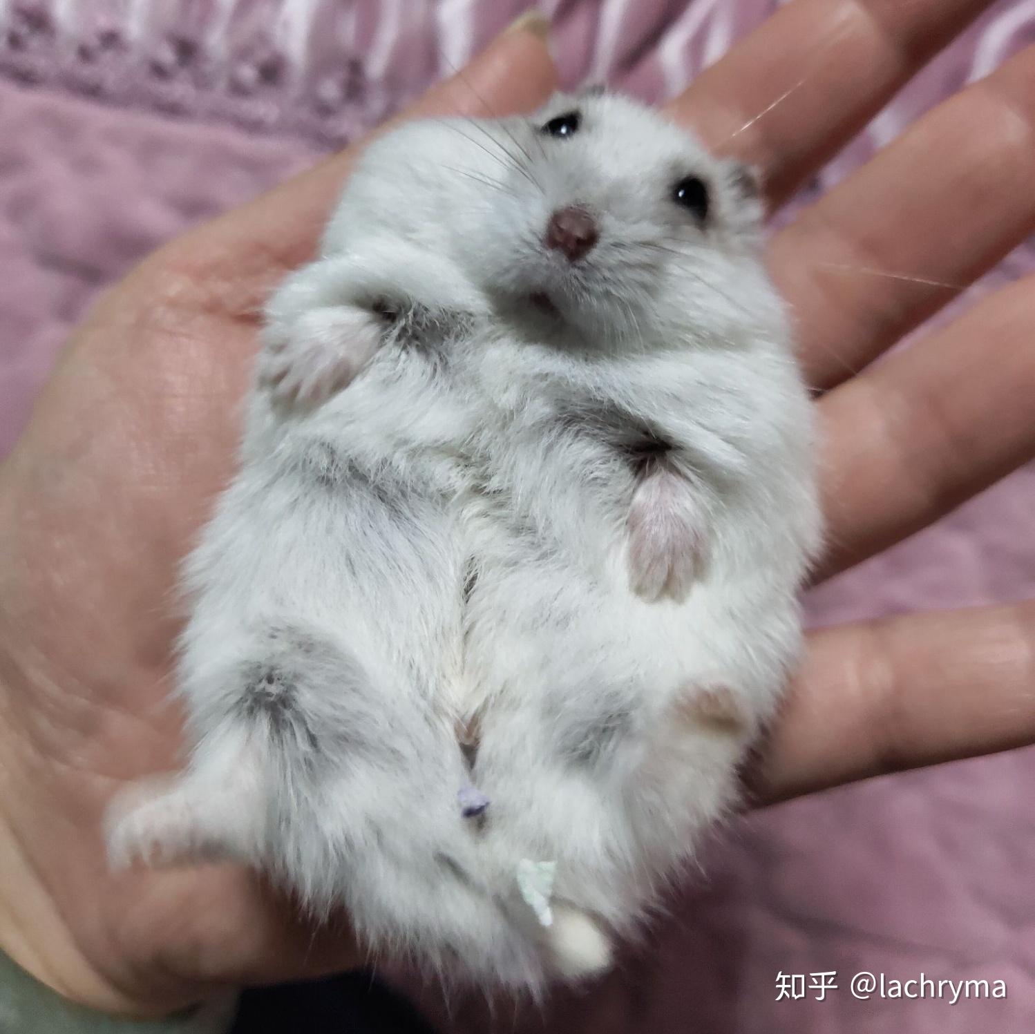 集齐一套三线仓鼠是什么体验