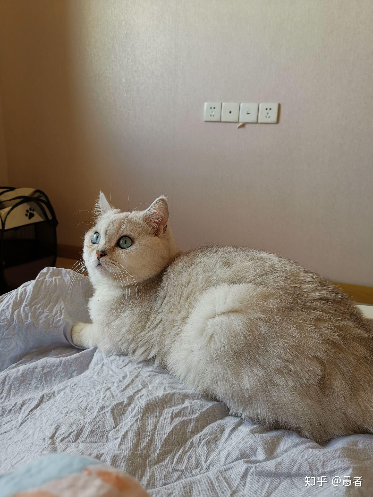 银渐层返祖是串还是纯种? - 知乎