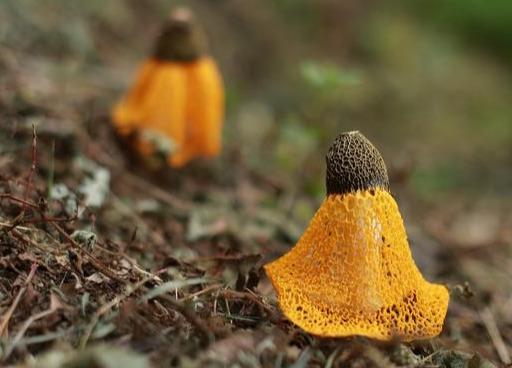竹荪,被誉为“真菌皇后”,有一种野生黄竹荪,非常漂亮却不能吃 - 知乎