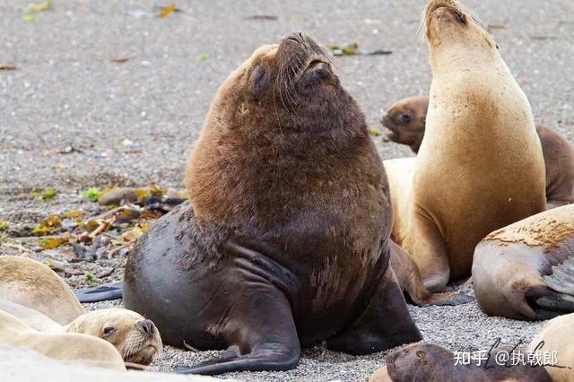 海狗、海豹、海狮、海牛、海象…分别是怎么跟狗、豹、狮、牛、象关联上的？ - 知乎