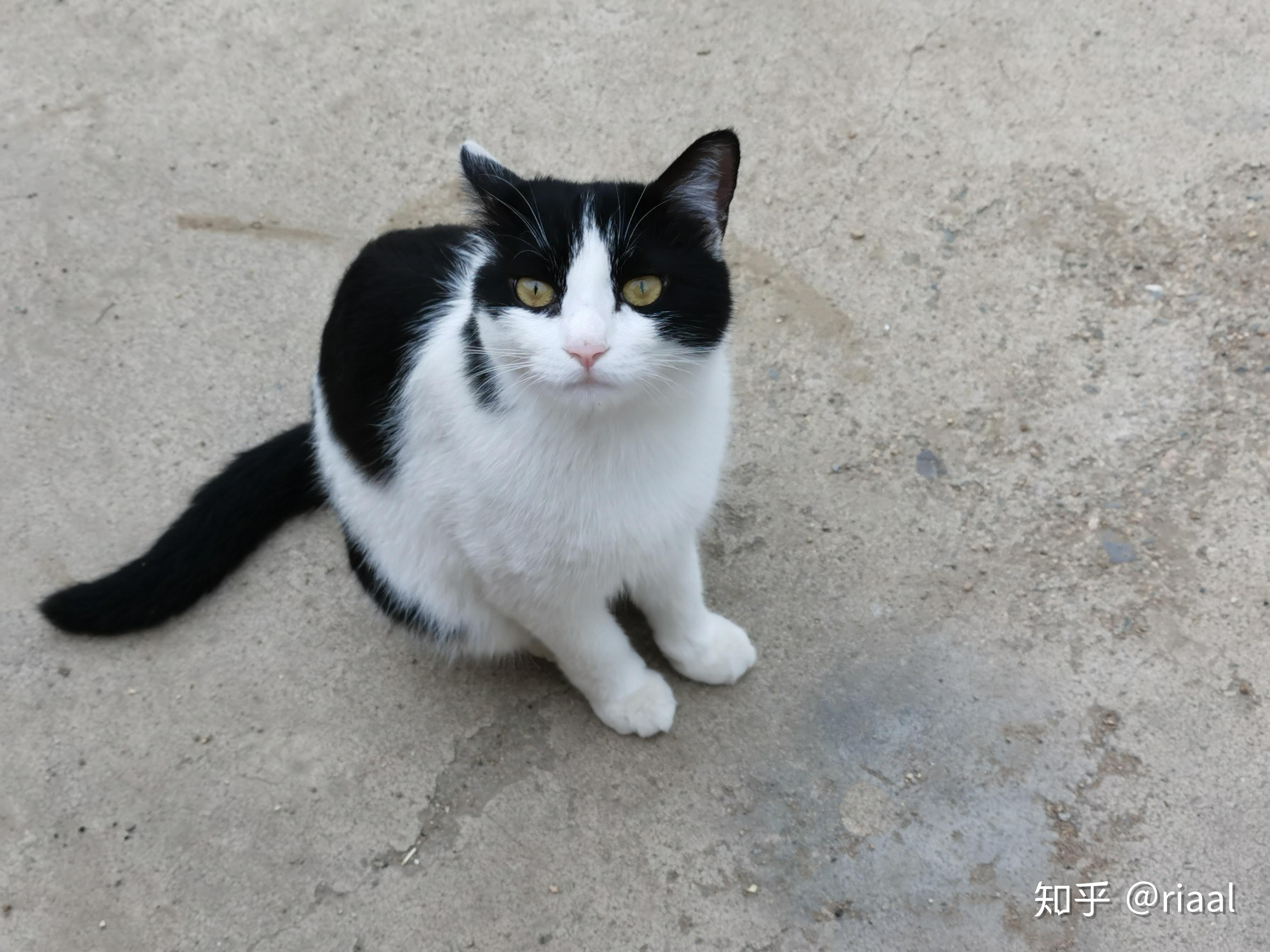 买了一只猫猫600元,卖家说属于英短,但是查了资料后感觉是奶牛猫,想