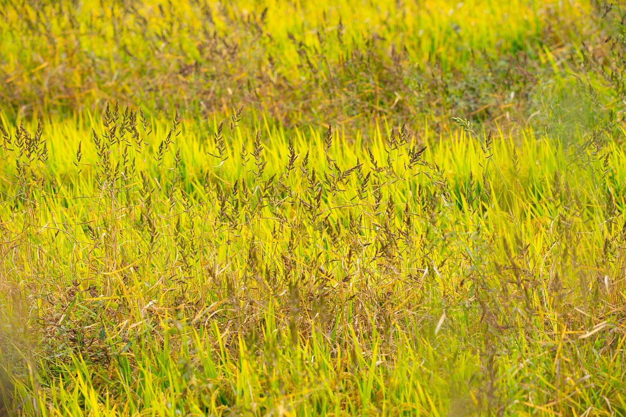 稻浪滚滚金秋时