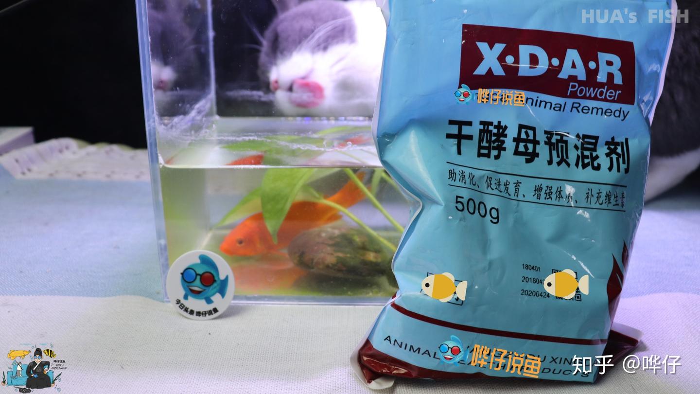 金鱼养不好,酵母来帮忙!宠物鱼的两个头疼事,一包酵母就能摆平 - 知乎