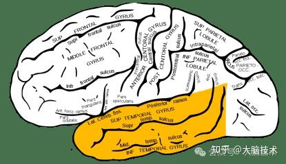 大脑基础知识:大脑颞叶的位置、结构和功能 - 知乎