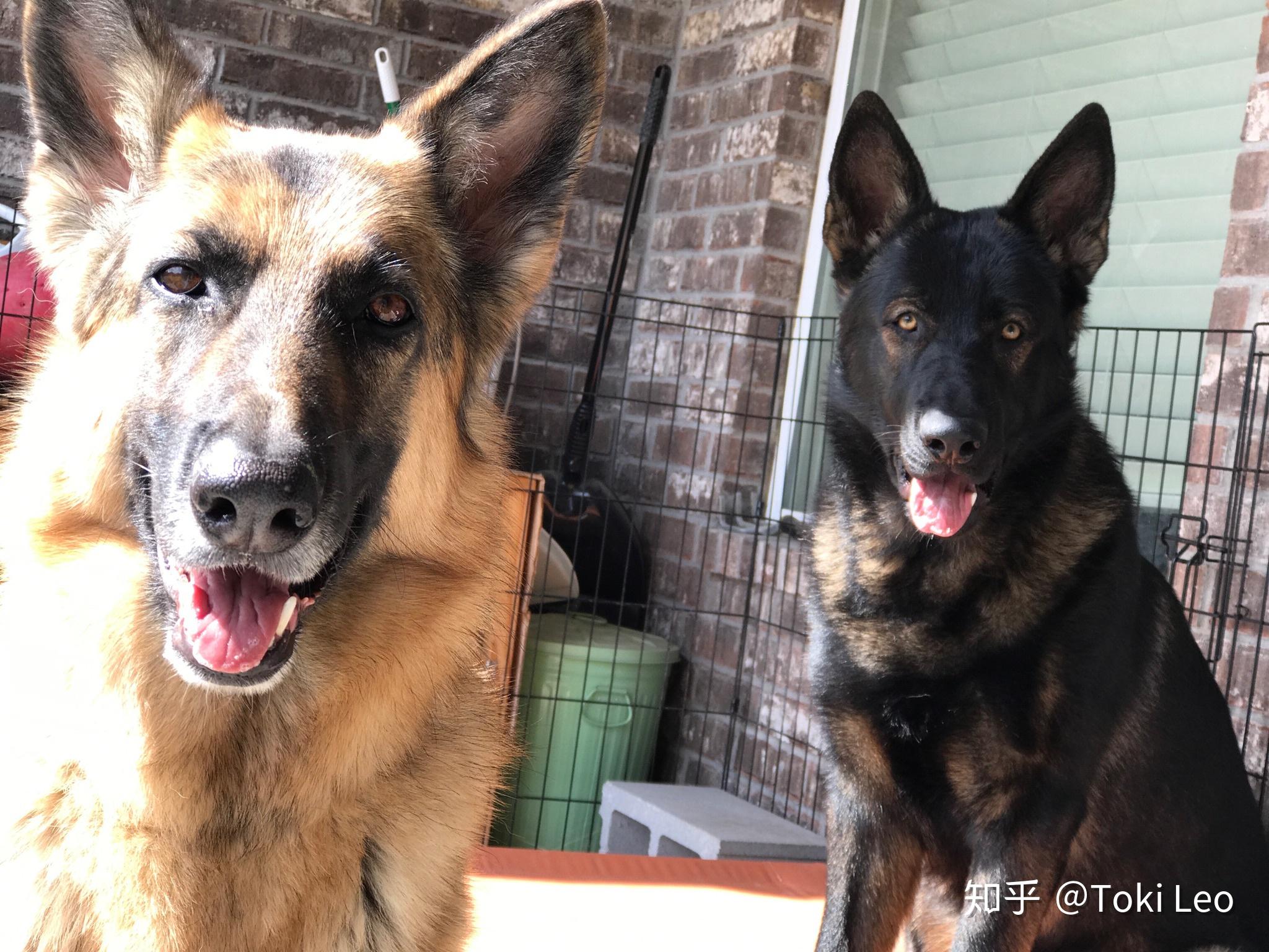 你爱你的狗爱到了什么程度