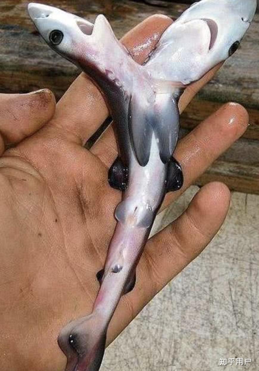 电影绝命三头鲨中的鲨鱼真的存在吗