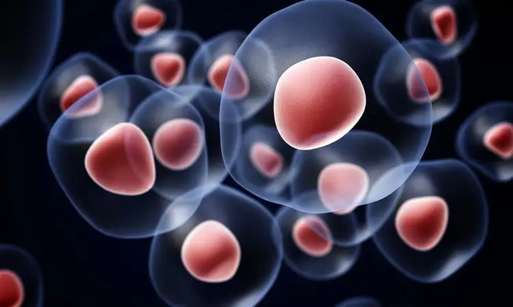 涨知识奇点生命科学讲解关于一个成年人的人体细胞数量及分布