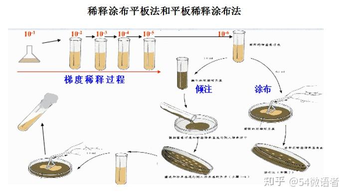 涂布平板法图片