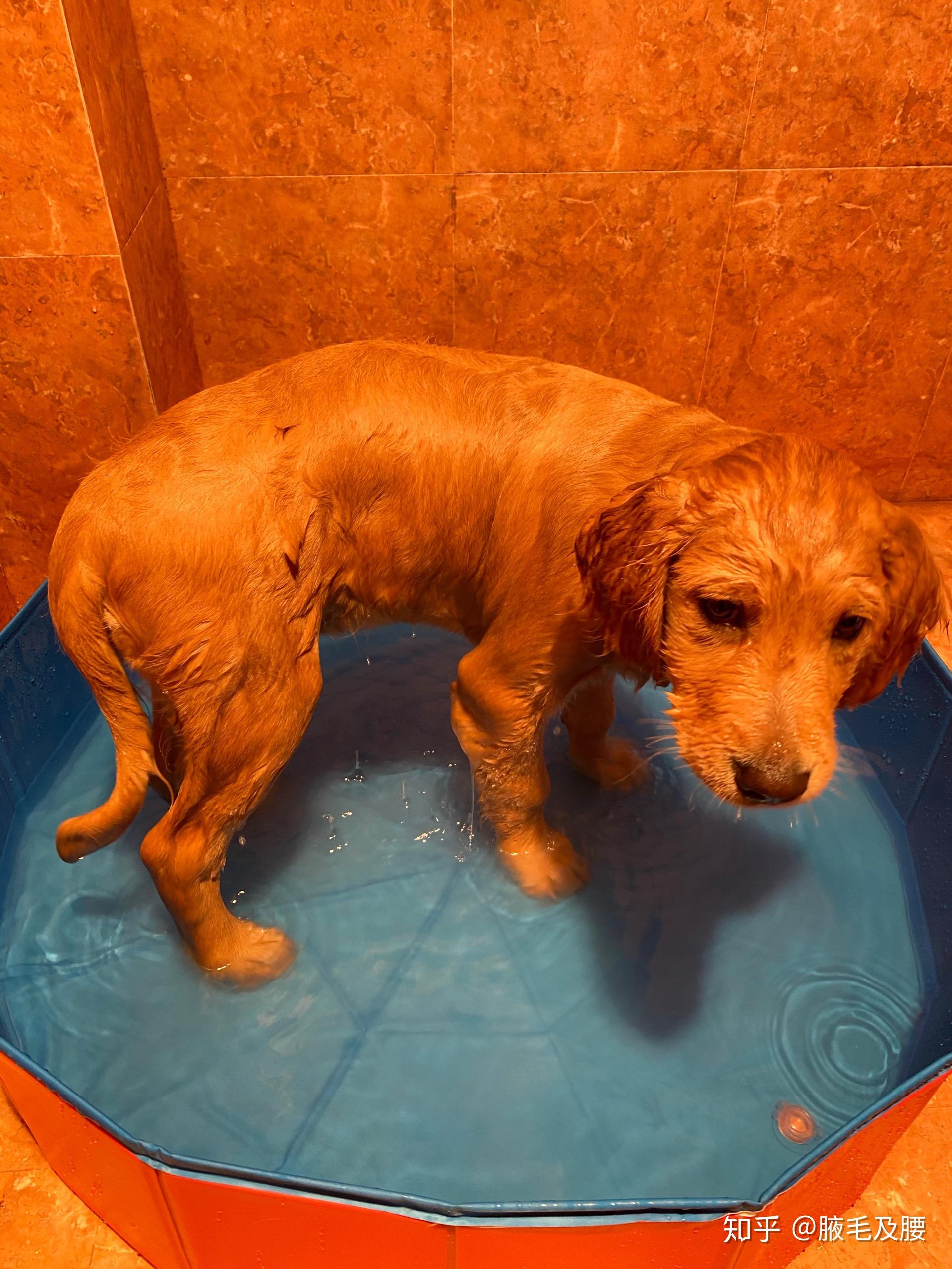 同学给你发他家狗洗完澡的照片是什么意思? - 知乎