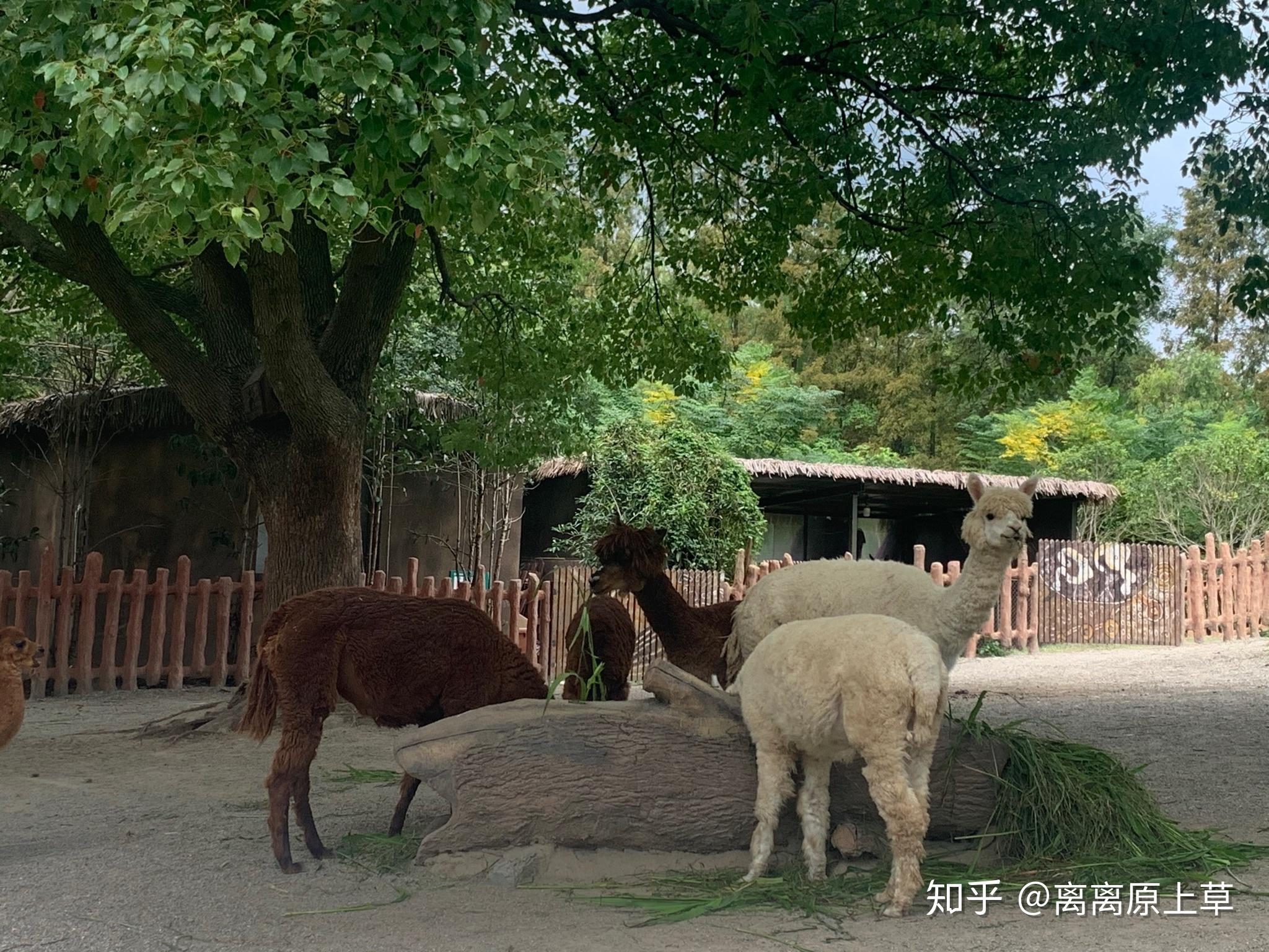 如何看待上海野生動物園飼養員實施作業時被熊攻擊不幸遇難一事類似