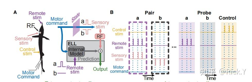 Reafference reafference in sensory(Neuron,2023) - 知乎