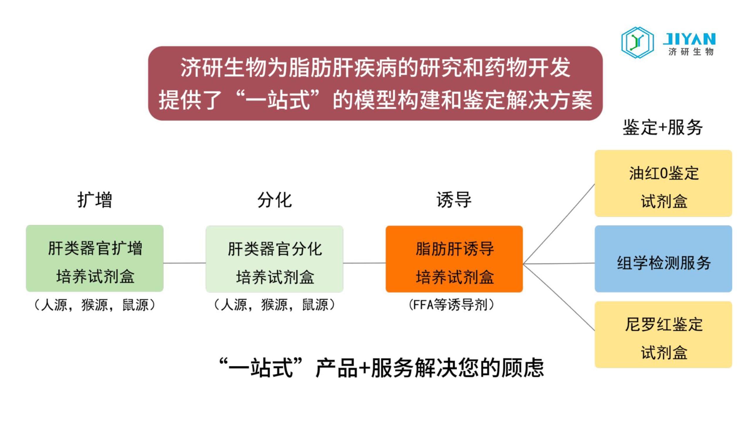 脂肪肝模型试剂