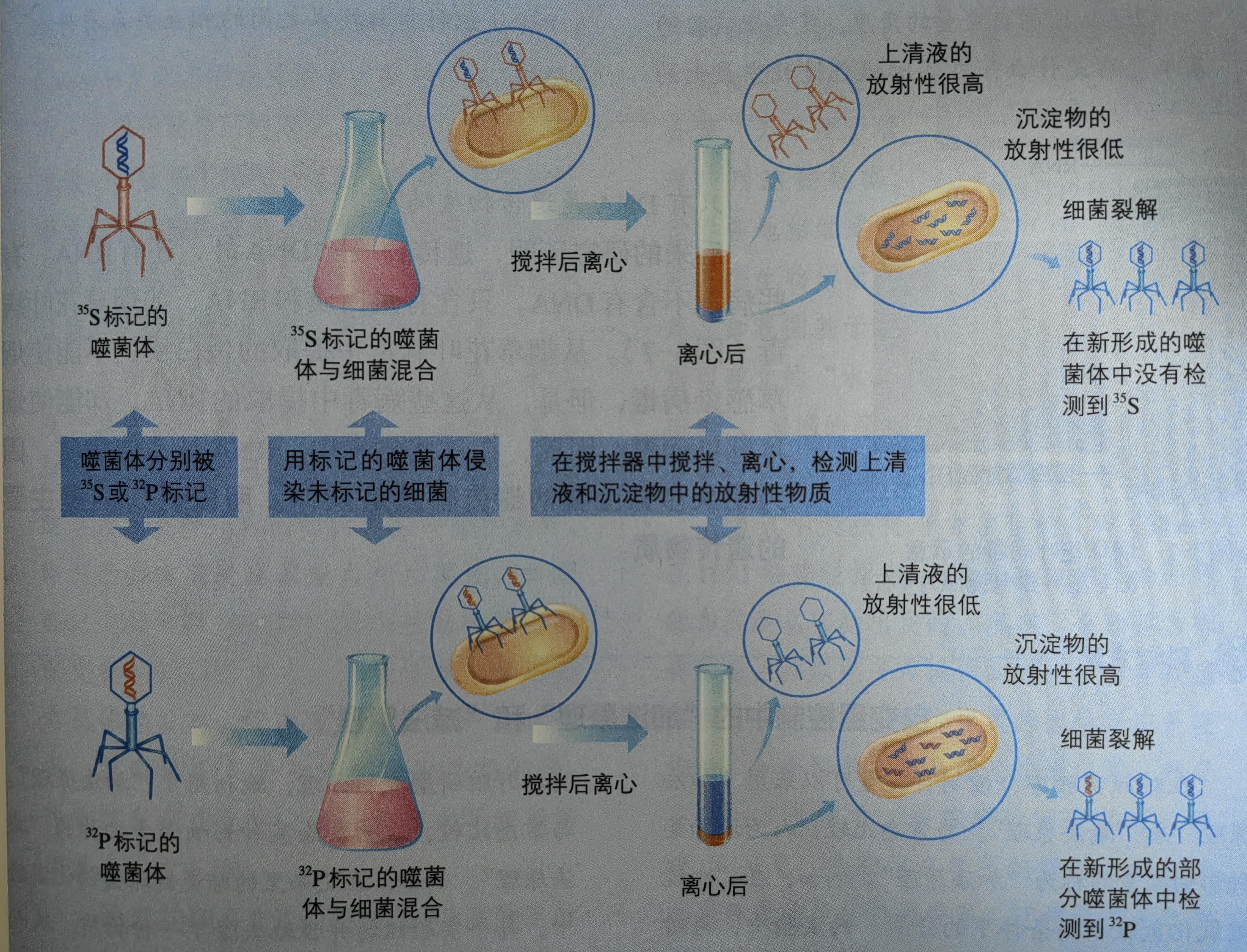 标记噬菌体的详细过程图片