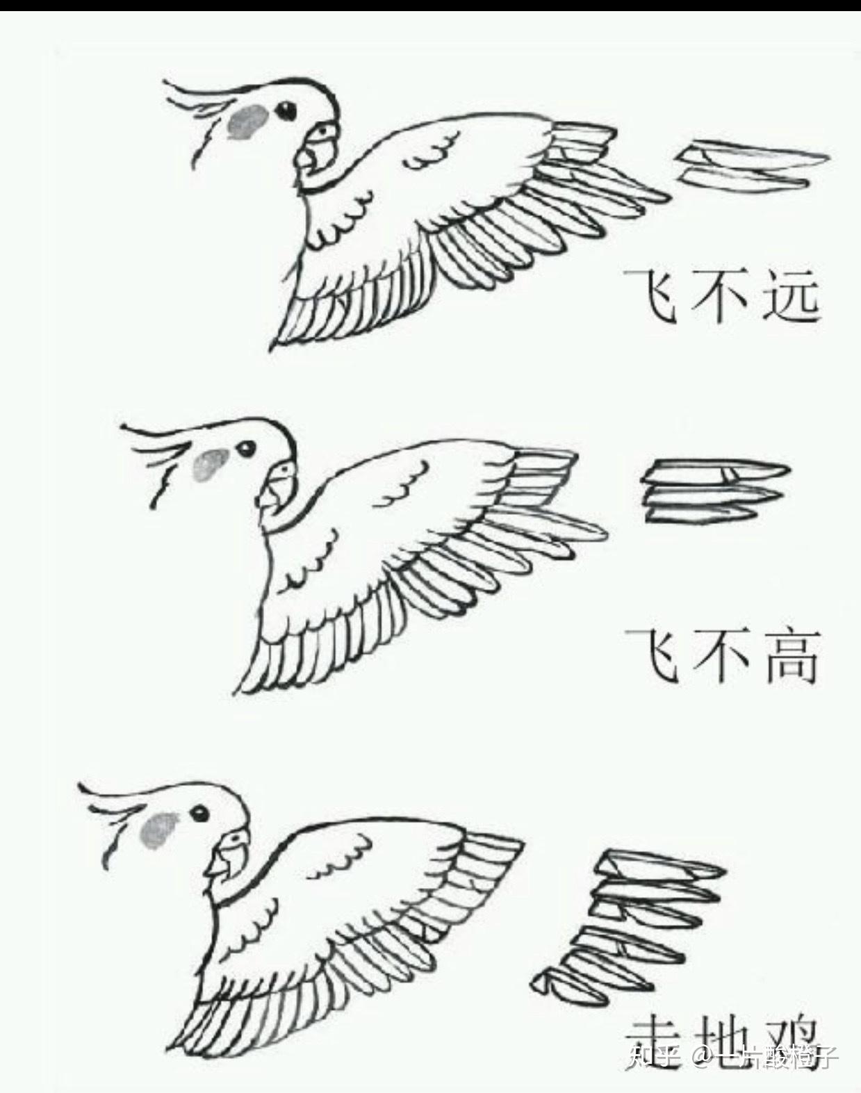 虎皮鹦鹉剪羽要怎么剪? - 知乎