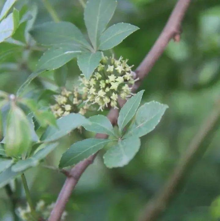 【植物界全系列】伞形目—五加科(二):五加 - 知乎