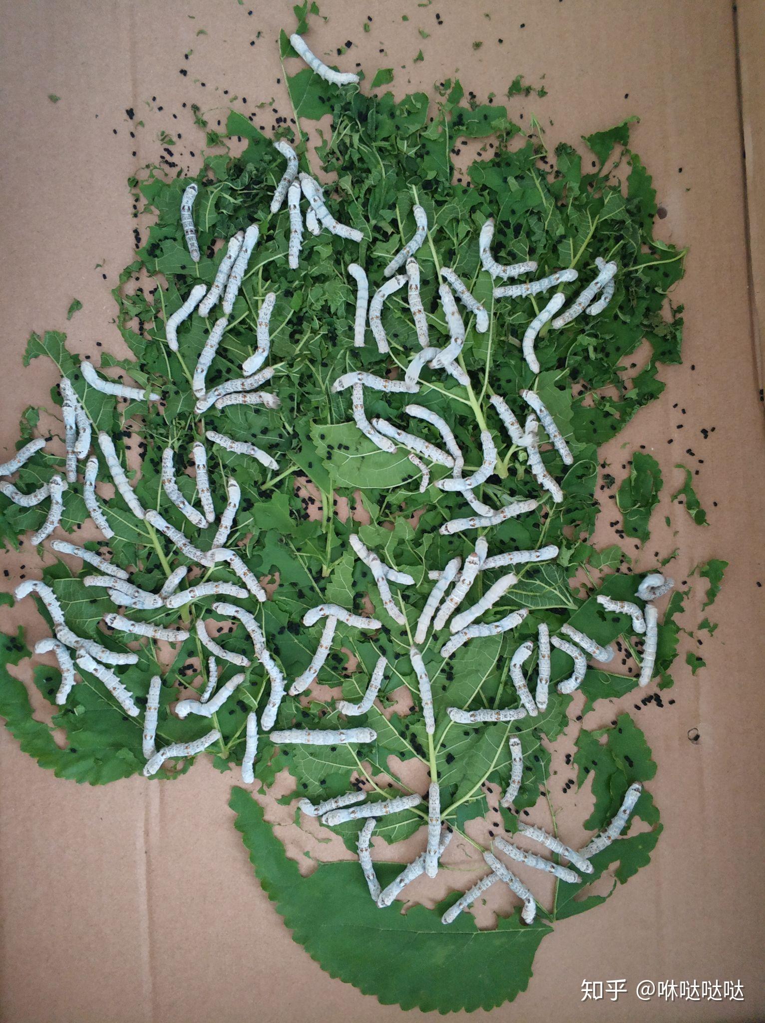 一龄的蚕宝宝不吃桑叶都把头抬着怎么回事?