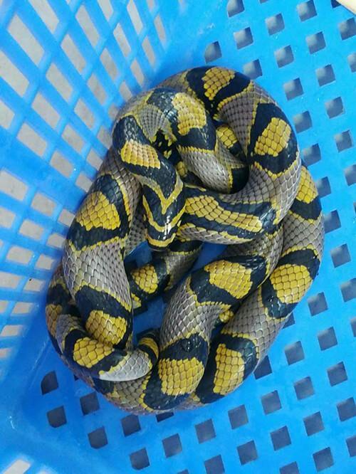 这是什么蛇,头部有黑环? - 知乎