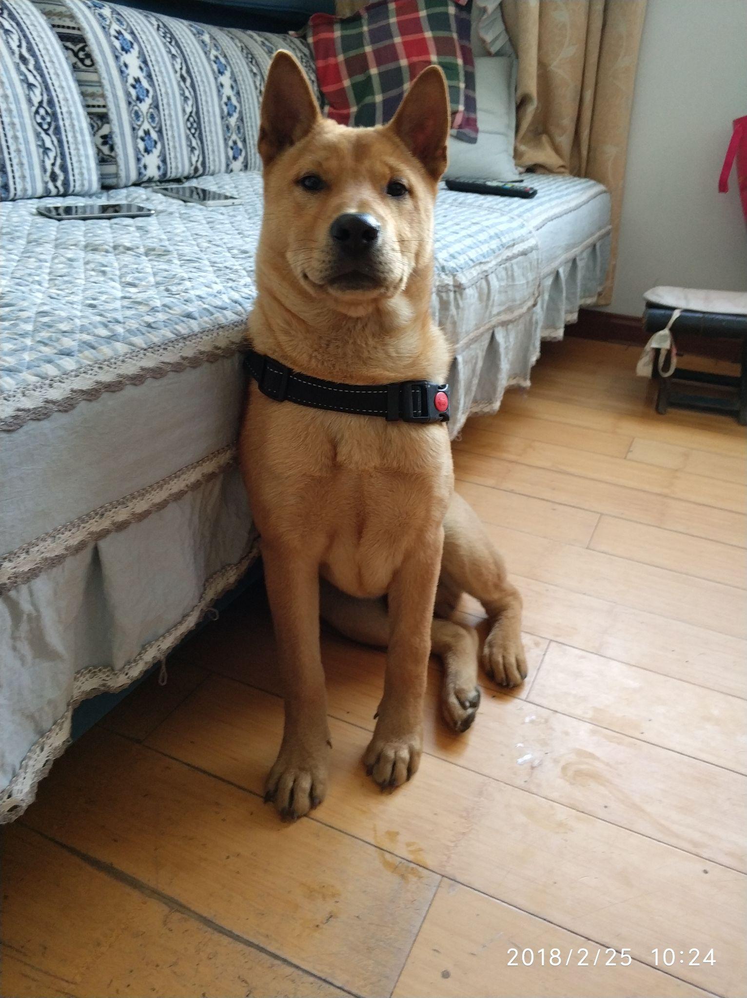 养一只广西土猎的过程与感受? - 知乎