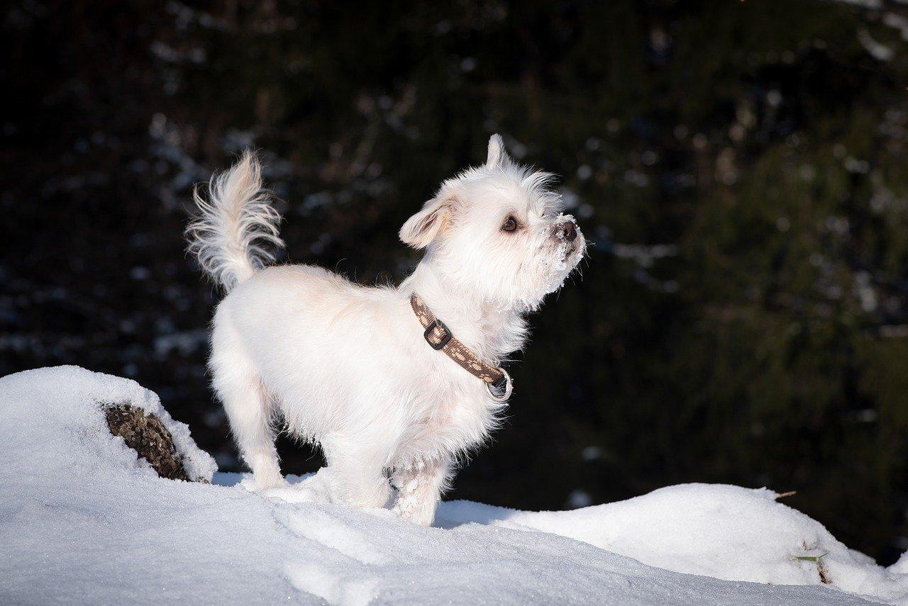 狗狗日记中的田园风景