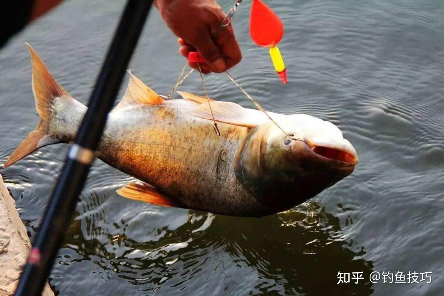 钓鲢鳙如何诱鱼?钓鲢鳙的4个诱鱼技巧 - 知乎