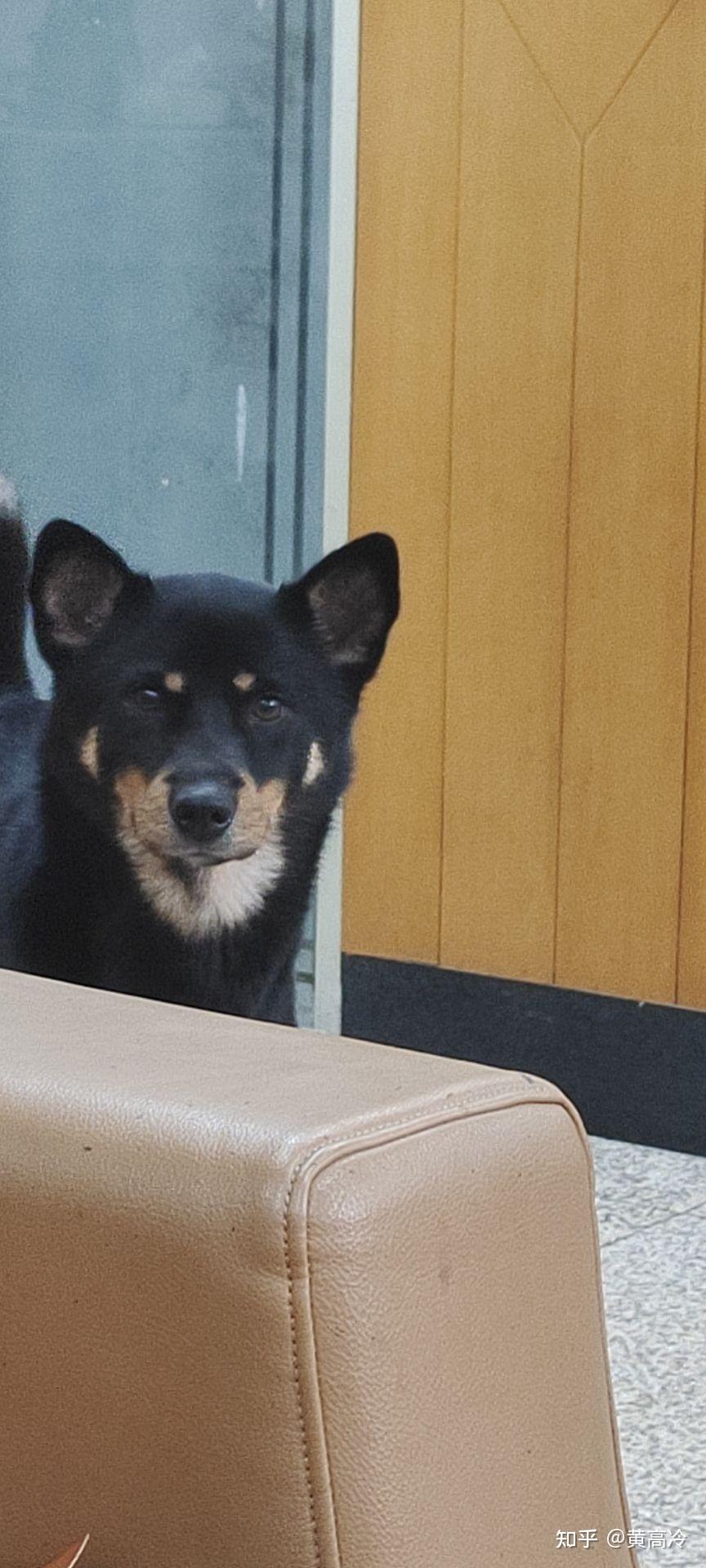 想看铁包金(俗称四眼)毛色的中华田园犬,大家可以发我看看吗? - 知乎