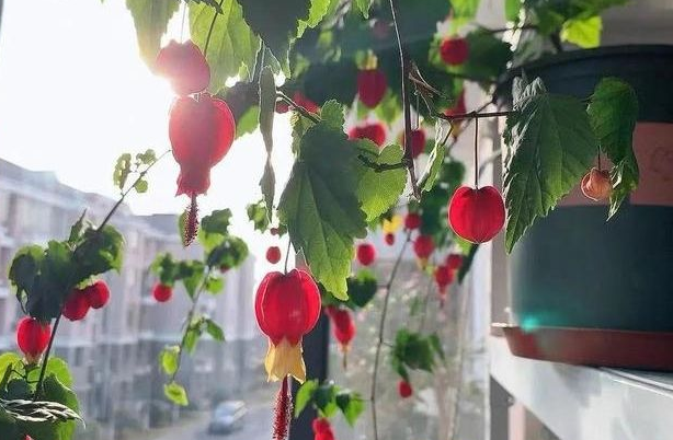 蓝妖 蔓性风铃花的养殖方法和注意事项 知乎