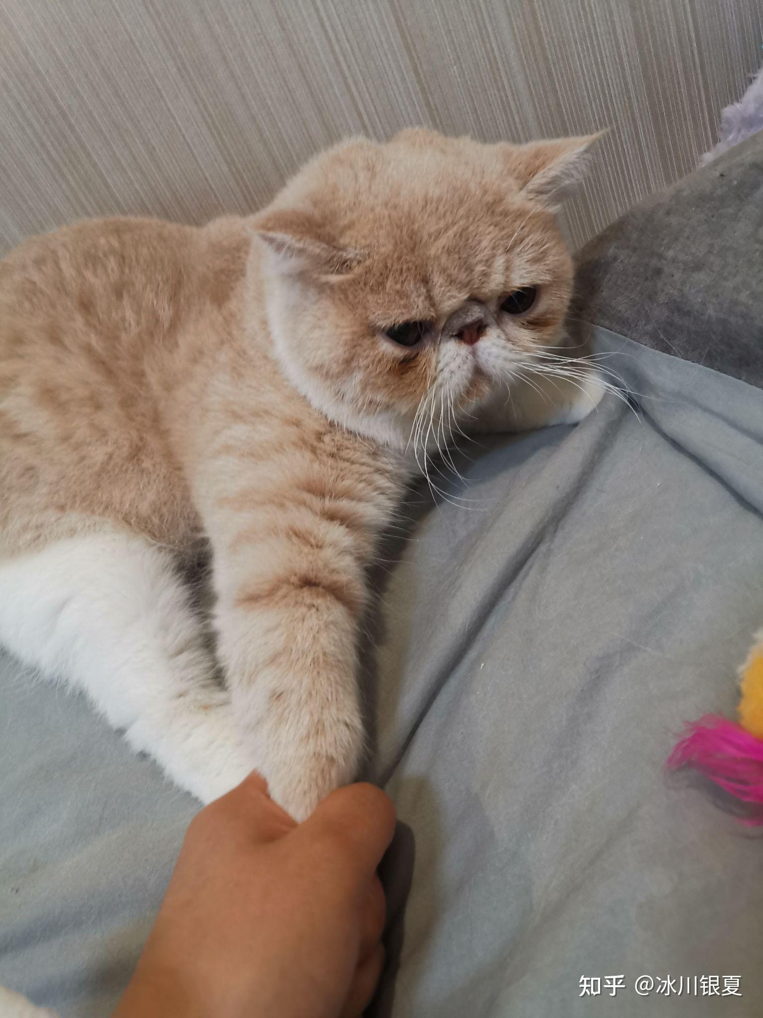 为什么大家都在说intp是猫? - 知乎