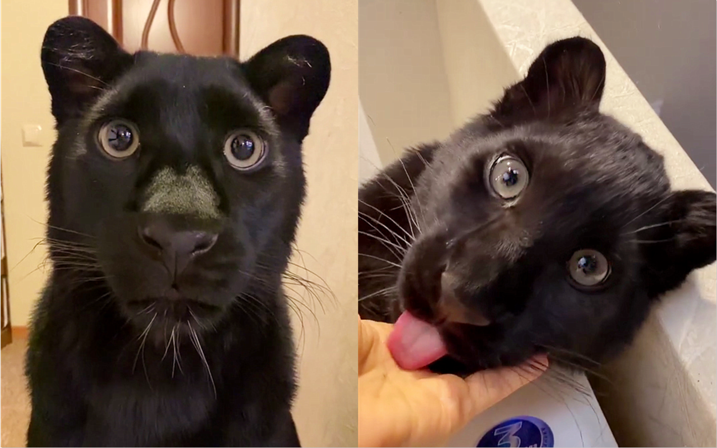 小黑豹好像知道自己很可爱! - 知乎