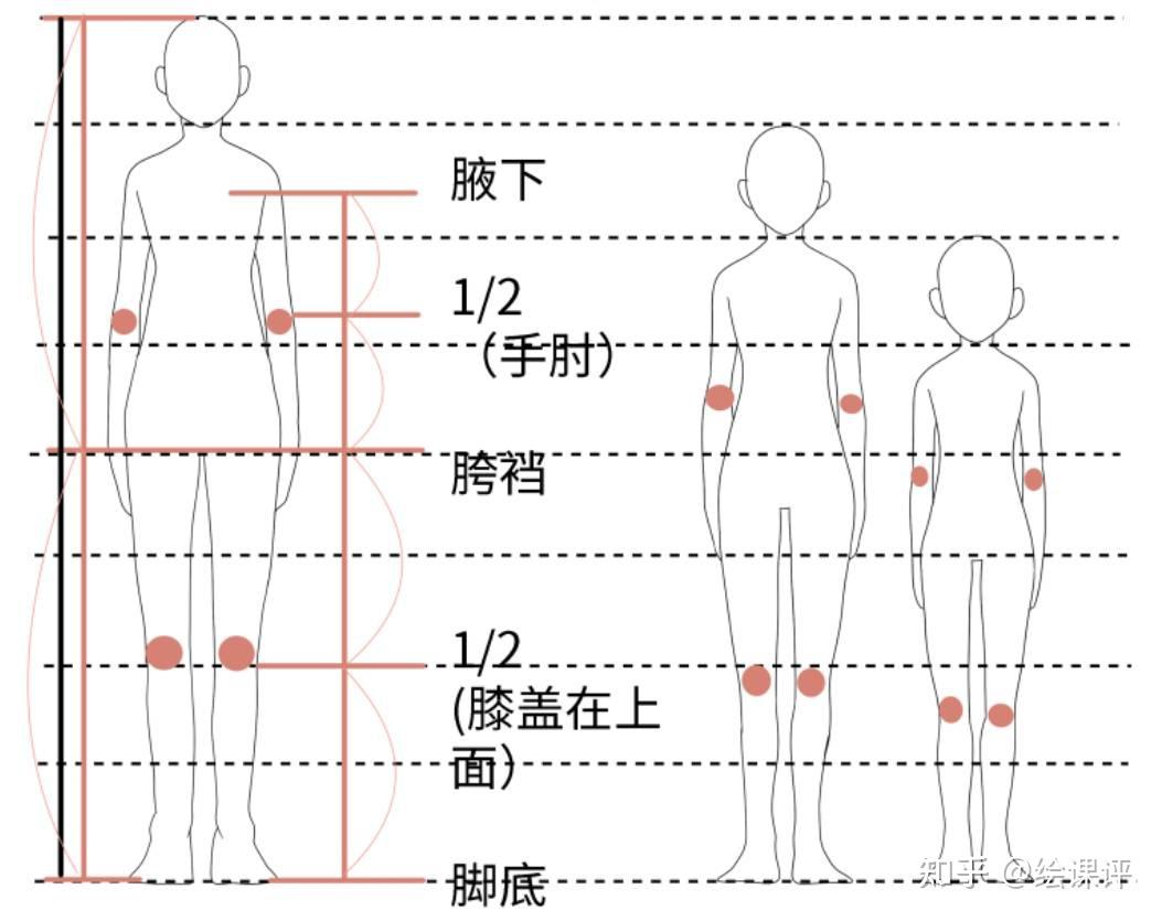 绘画中如何把控人体比例?绘画中的人体比例教程 - 知乎