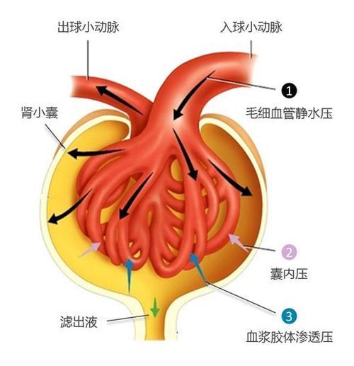 肾小囊在哪里图片