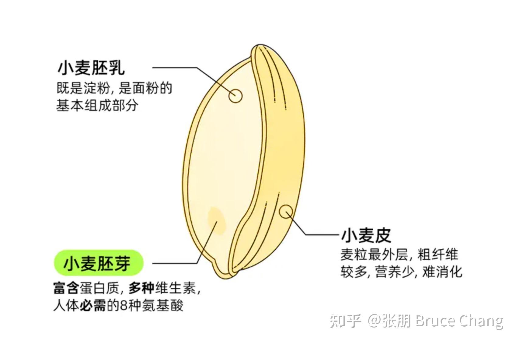 小麦种子剖面图图片