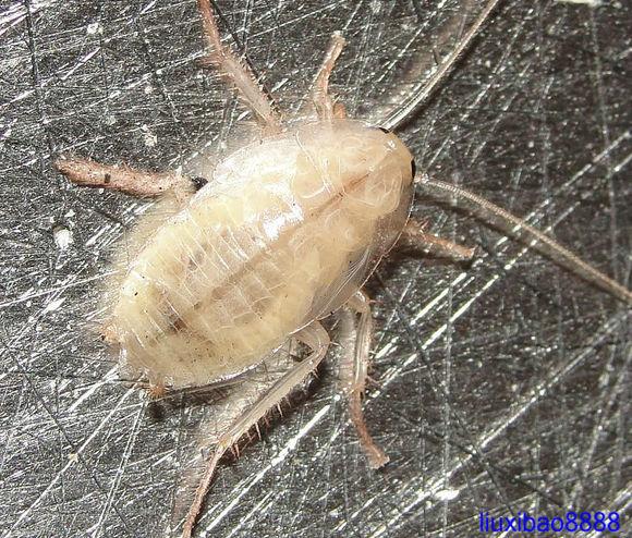 蟑螂有纯白色的吗