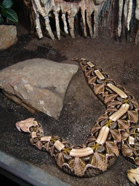 有哪些蛇是胖嘟嘟的