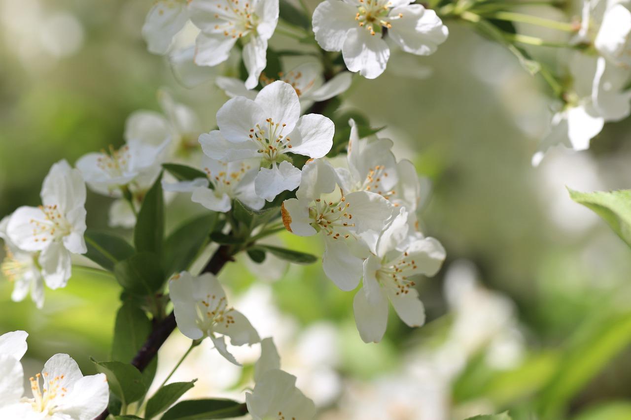 杏树嫁接梅花如何造型