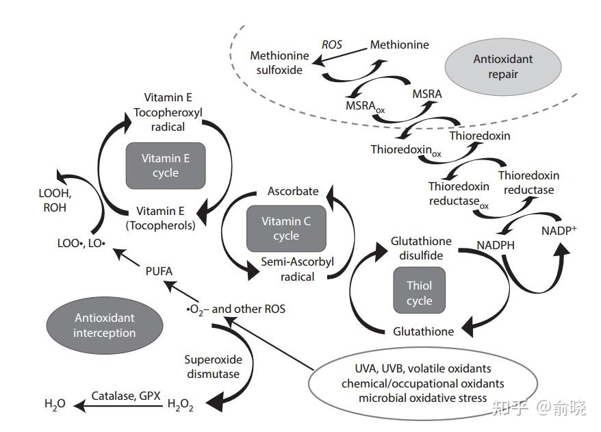 谷胱甘肽是什么真的能美白吗