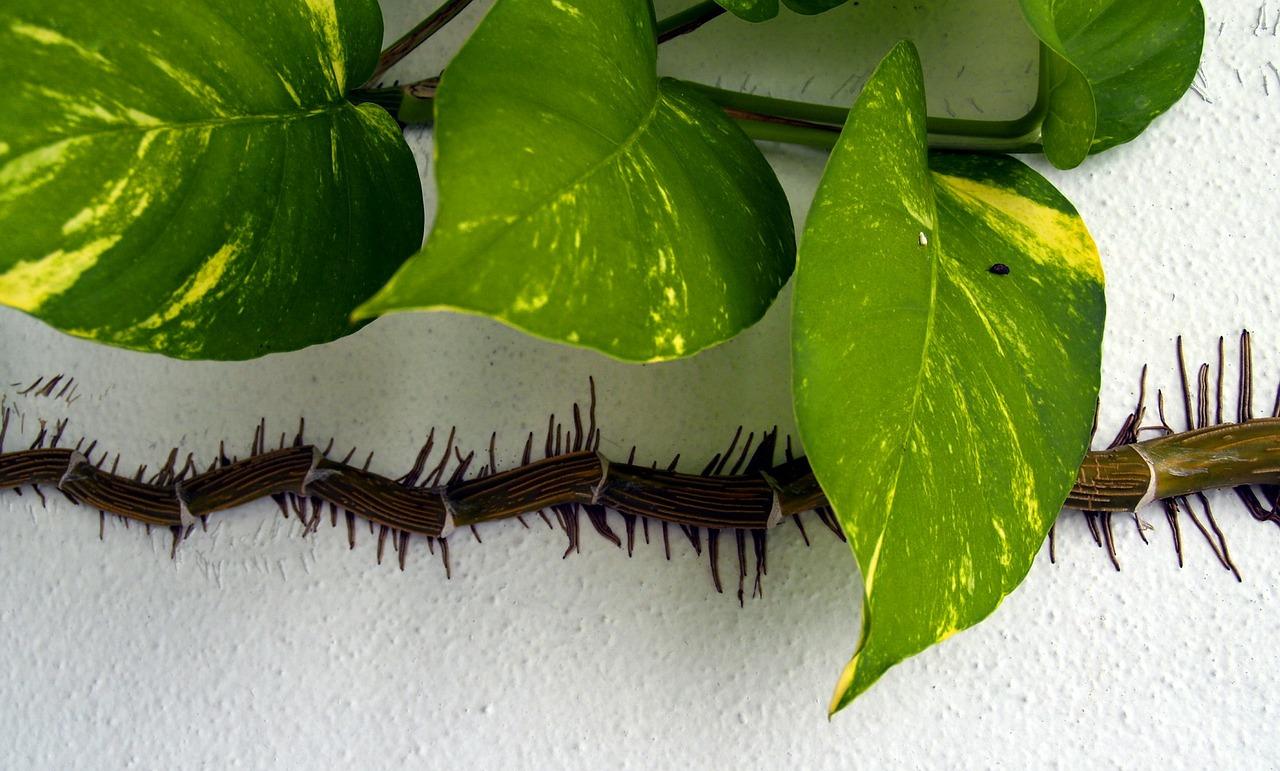 3. 铁线莲繁殖指南