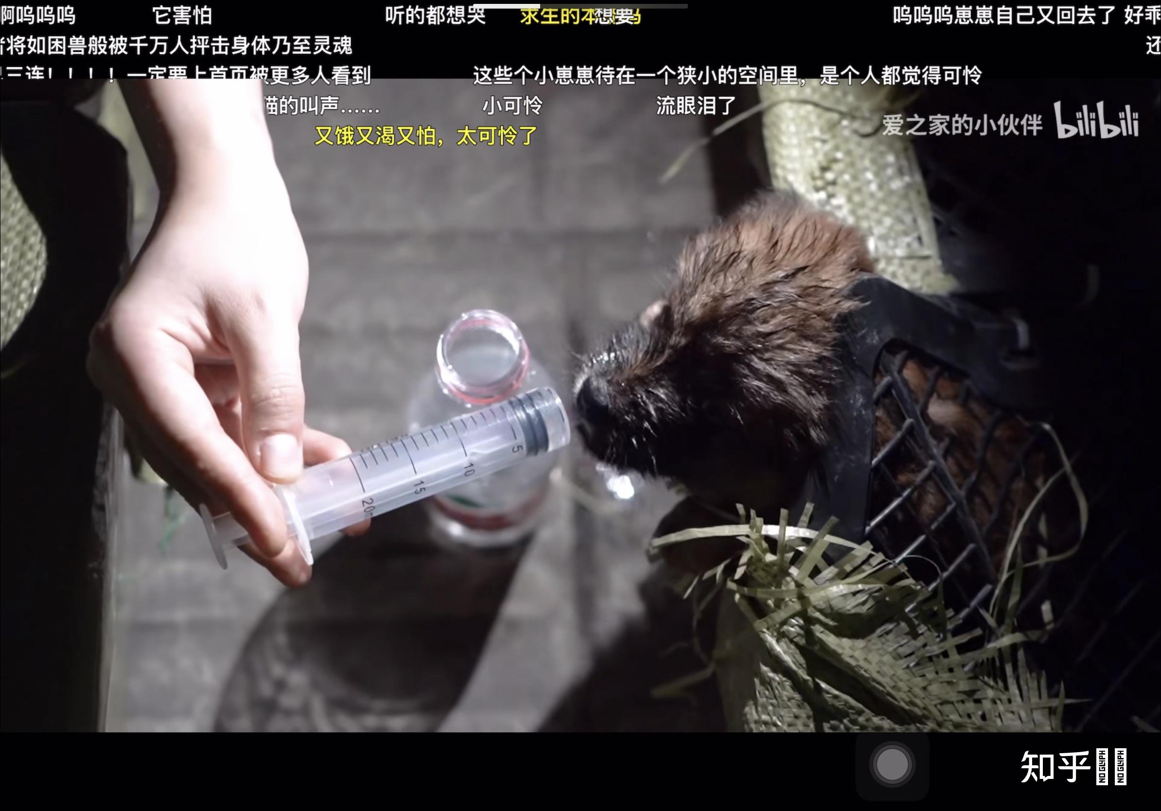 如何看待成都市区现宠物盲盒小猫小狗奄奄一息宠物盲盒这条产业链存在