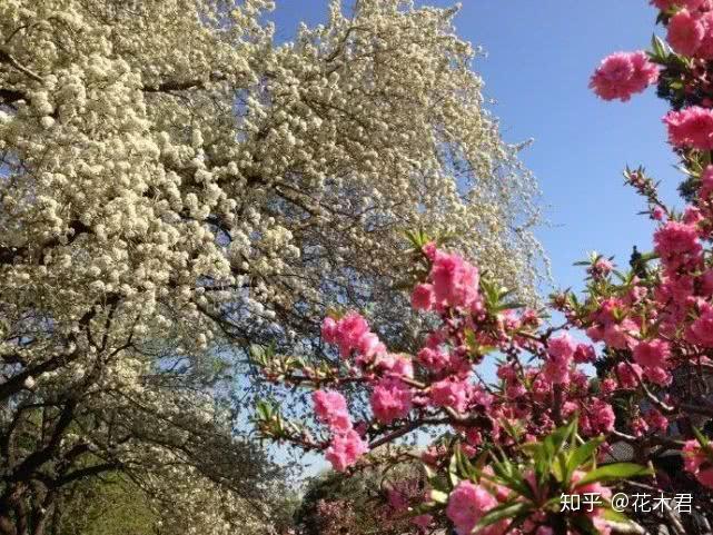 棠梨的辨识分类和鉴赏|蜀地从来胜,棠梨第一花 - 知乎