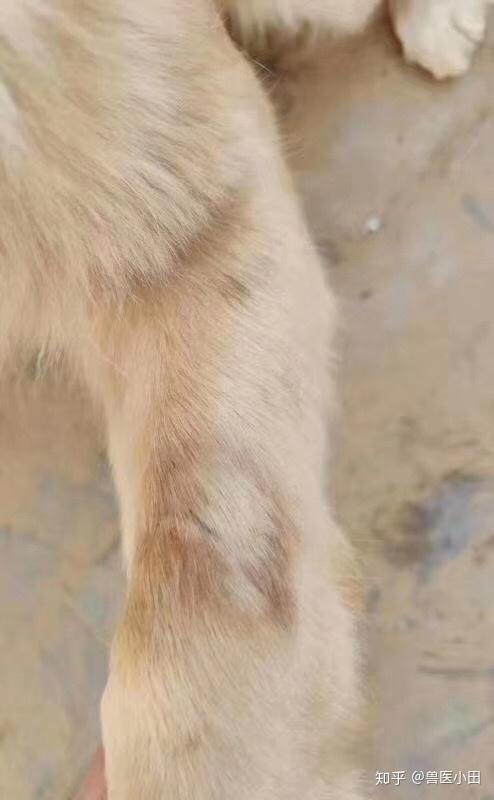 拉布拉多这是得了啥皮肤病