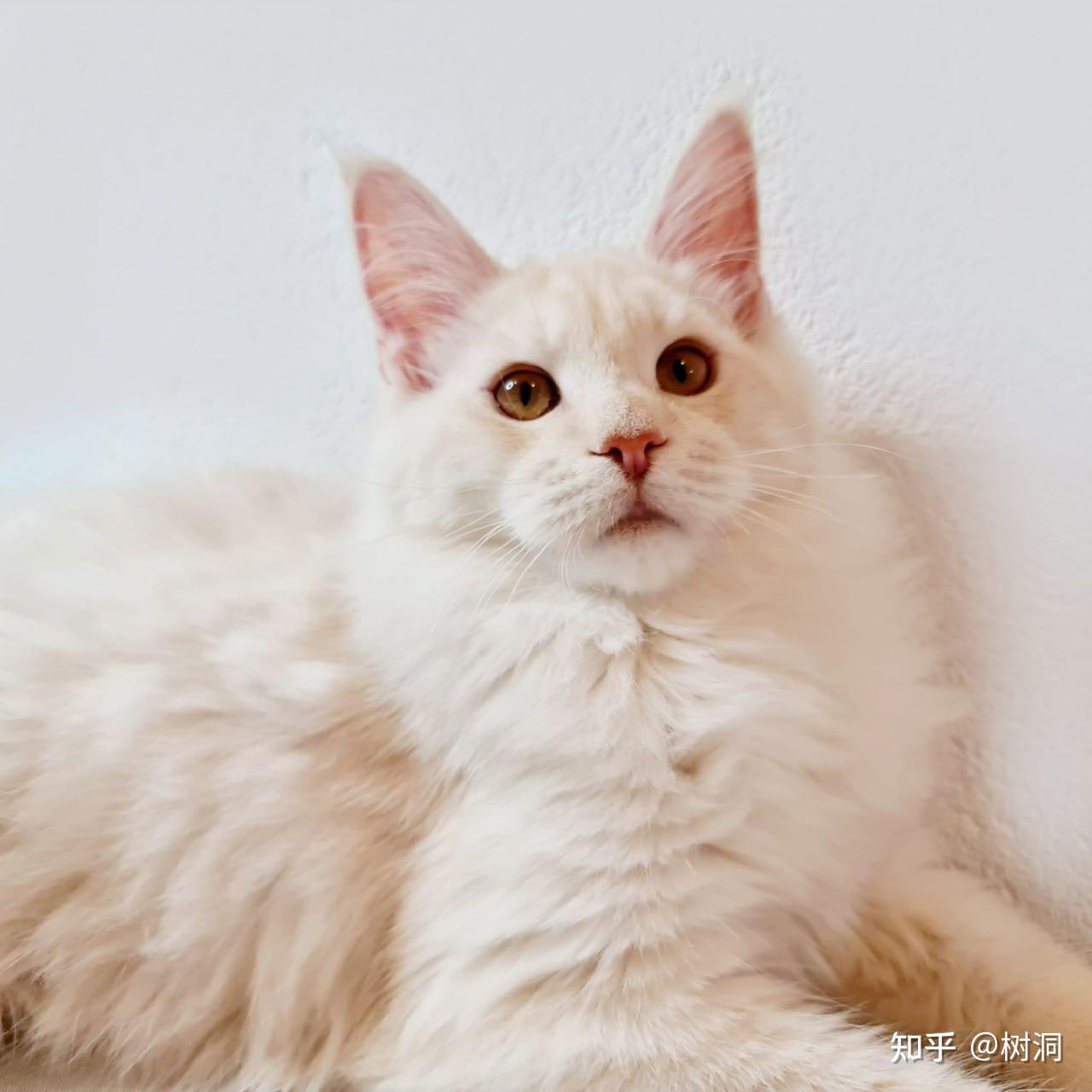 听说凯米尔缅因很少见可以给我看看你们的凯米尔色缅因猫吗