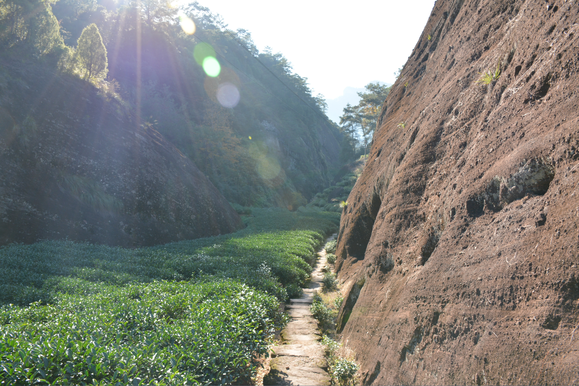 正岩、半岩、洲茶、外山怎么区分？关于武夷岩茶山场的最全手册